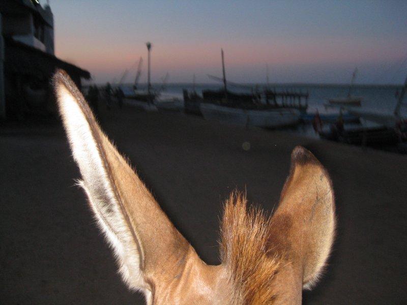 Donkey Cam