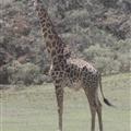 Up close with the senior giraffe