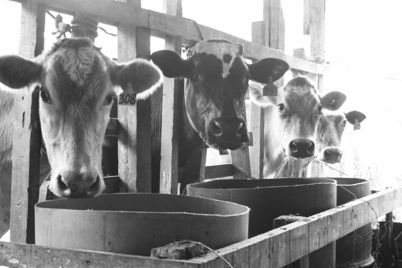 The cows all lined up ready to be milked