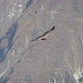 A soaring condor