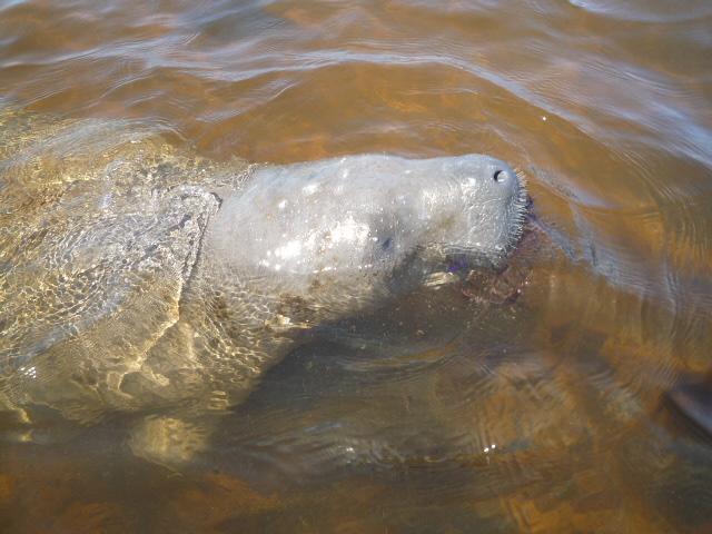 Paseando nos encontramos con un buey marino. Una pasada!!! Es super pacífico y se dejaba acariciar