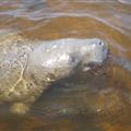 Paseando nos encontramos con un buey marino. Una pasada!!! Es super pacífico y se dejaba acariciar