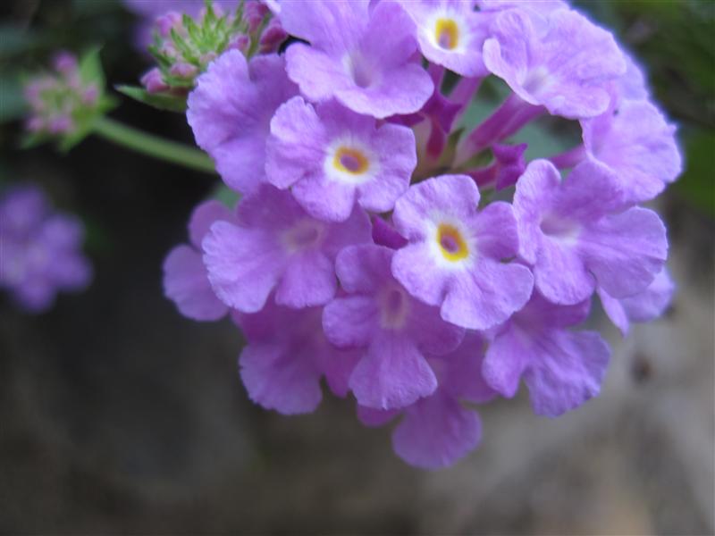 more flowers